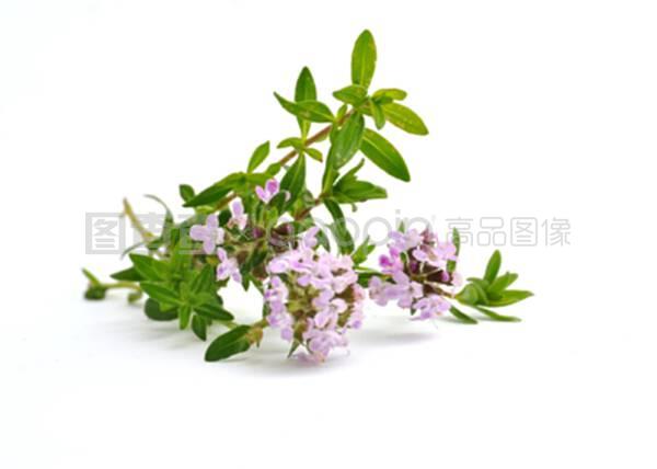 初識百里香 花中小巧的芳香守護者