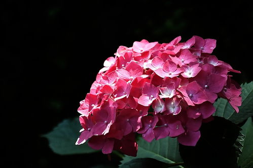 植物園花卉與機械設備的協同發展