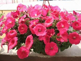 矮牽牛價格探析 青州森淼花卉苗木園藝場優勢何在